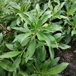 Echium strictum Листок