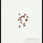 Iriartella setigera Fruit