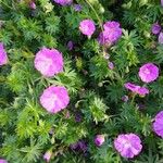 Geranium sanguineumΛουλούδι