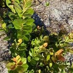 Chrysobalanus icaco Feuille