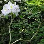 Rhododendron maximum Květ