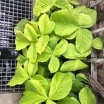 Arisaema fargesii Likasa