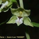 Epipactis rhodanensis Квітка