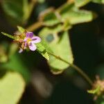 Melochia pyramidata Bloem