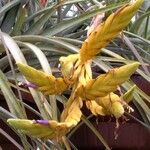 Tillandsia fasciculata Flor