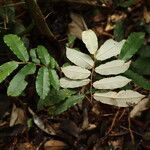 Parinari excelsa Folha