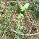 Lathyrus aphaca Leaf