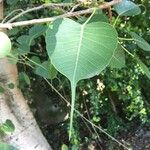 Ficus religiosa Anders