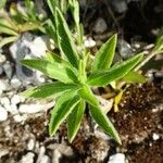 Centaurium erythraea Leaf