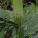 Equisetum arvense Jani
