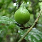 Aulacocalyx caudata Fruit