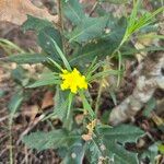 Lithospermum incisumFlower