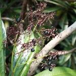 Tapeinosperma pancheri Habitus