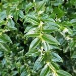 Sarcococca orientalis List