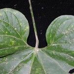 Anthurium formosum 叶