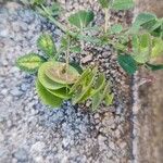 Medicago orbicularis Fruto