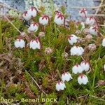 Cassiope hypnoides موطن