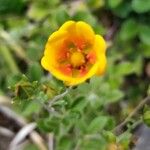 Potentilla argyrophylla Blodyn