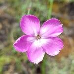 Dianthus virgineus 花