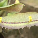 Bulbophyllum renkinianum Kwiat