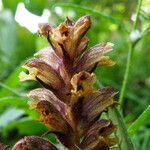 Orobanche reticulata Λουλούδι