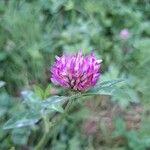 Trifolium mediumFloare