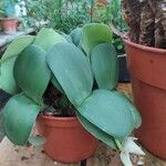 Haemanthus deformis Hoja