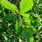 Clematicissus tweedieana Leaf