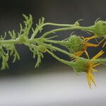 Jacobaea delphiniifolia Flower