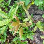 Rubus trivialis Leaf