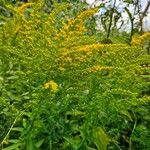 Solidago juncea পাতা