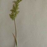 Polypogon viridis Λουλούδι
