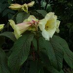 Rhododendron nuttallii Flor