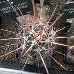 Ferocactus emoryi Leaf