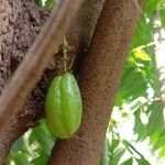 Averrhoa bilimbi Fruit