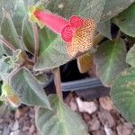 Kohleria amabilis 花