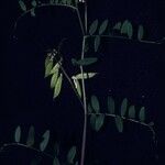 Vicia caroliniana Alkat (teljes növény)