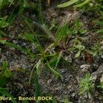Limosella aquatica Habit