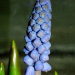 Muscari botryoides Flower