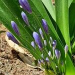 Agapanthus praecox Flower