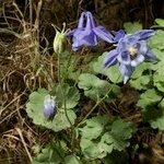 Aquilegia viscosa 整株植物