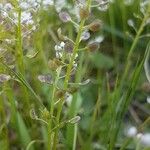 Teesdalia coronopifolia Fruto