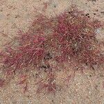 Salicornia procumbens Celota