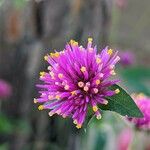 Gomphrena globosa Flower