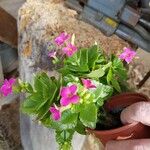 Kalanchoe crenataFlower