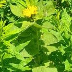 Doronicum austriacum ശീലം