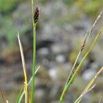 Carex saxatilis Habitus