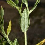 Trixis californica Hoja