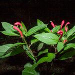 Centropogon cornutus Flower