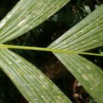 Pholidostachys pulchra Leaf